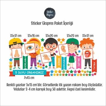 Beş Duyu Organımız Eğitici Anaokulu Çocuk Odası Kreş Duvar Sticker Seti